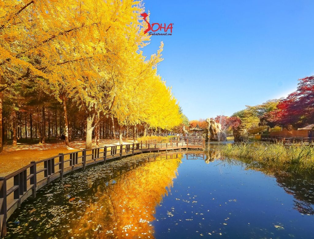 TOUR DU LỊCH HÀN QUỐC 5N4Đ MÙA THU: SEOUL – NAMI ISLAND – EVERLAND