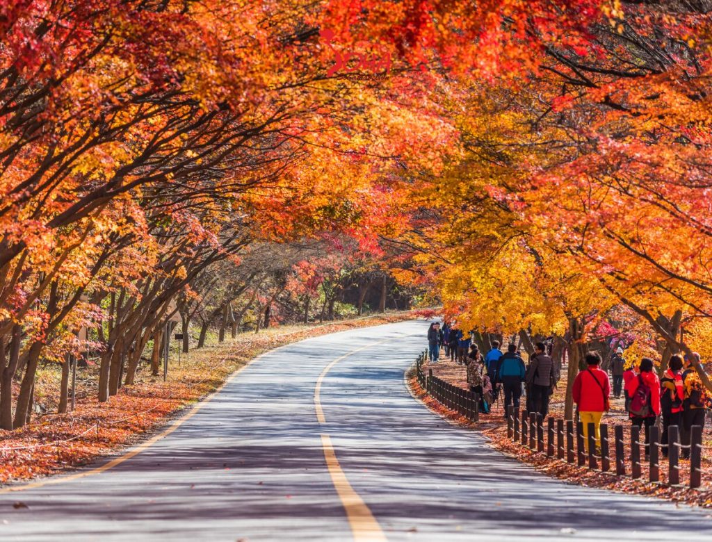 TOUR DU LỊCH HÀN QUỐC 5N4Đ MÙA THU: SEOUL – NAMI ISLAND – EVERLAND