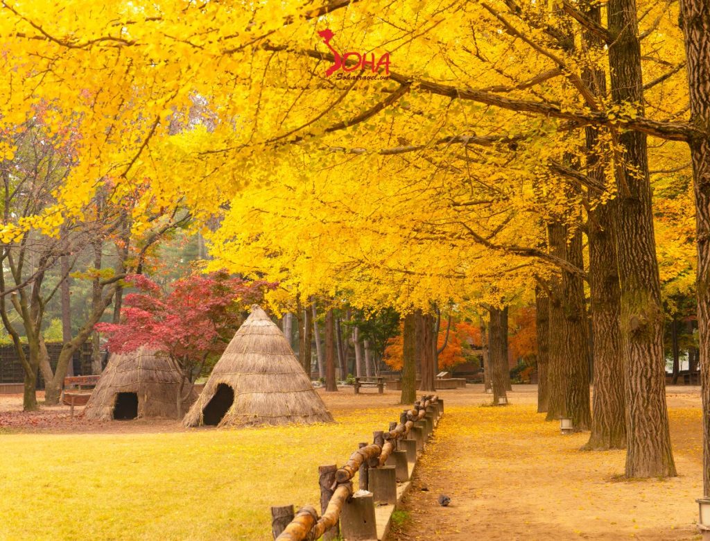 TOUR DU LỊCH HÀN QUỐC 5N4Đ MÙA THU: SEOUL – NAMI ISLAND – EVERLAND